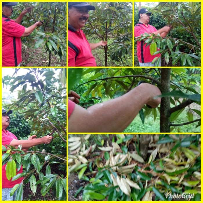PEMANGKASAN BENTUK PADA POHON DURIAN