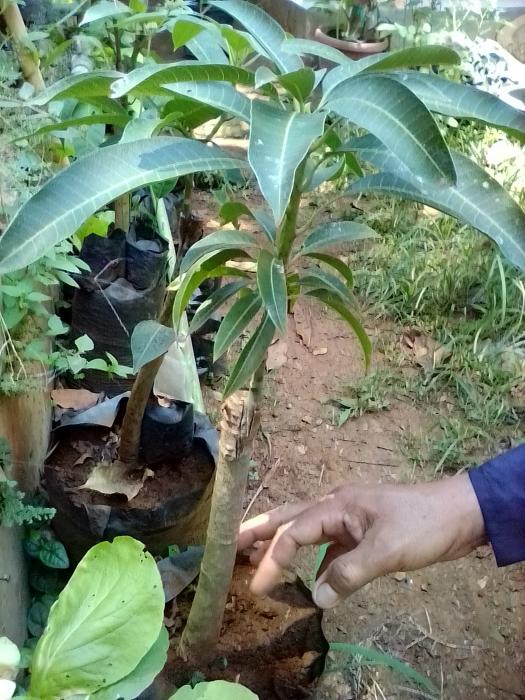 TEKNIK SAMBUNG SISIP TANAMAN MANGGA