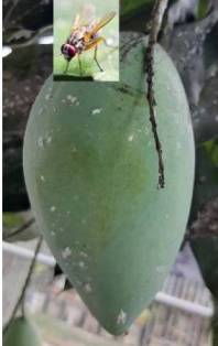 LALAT BUAH - Bactrocera dorsalis