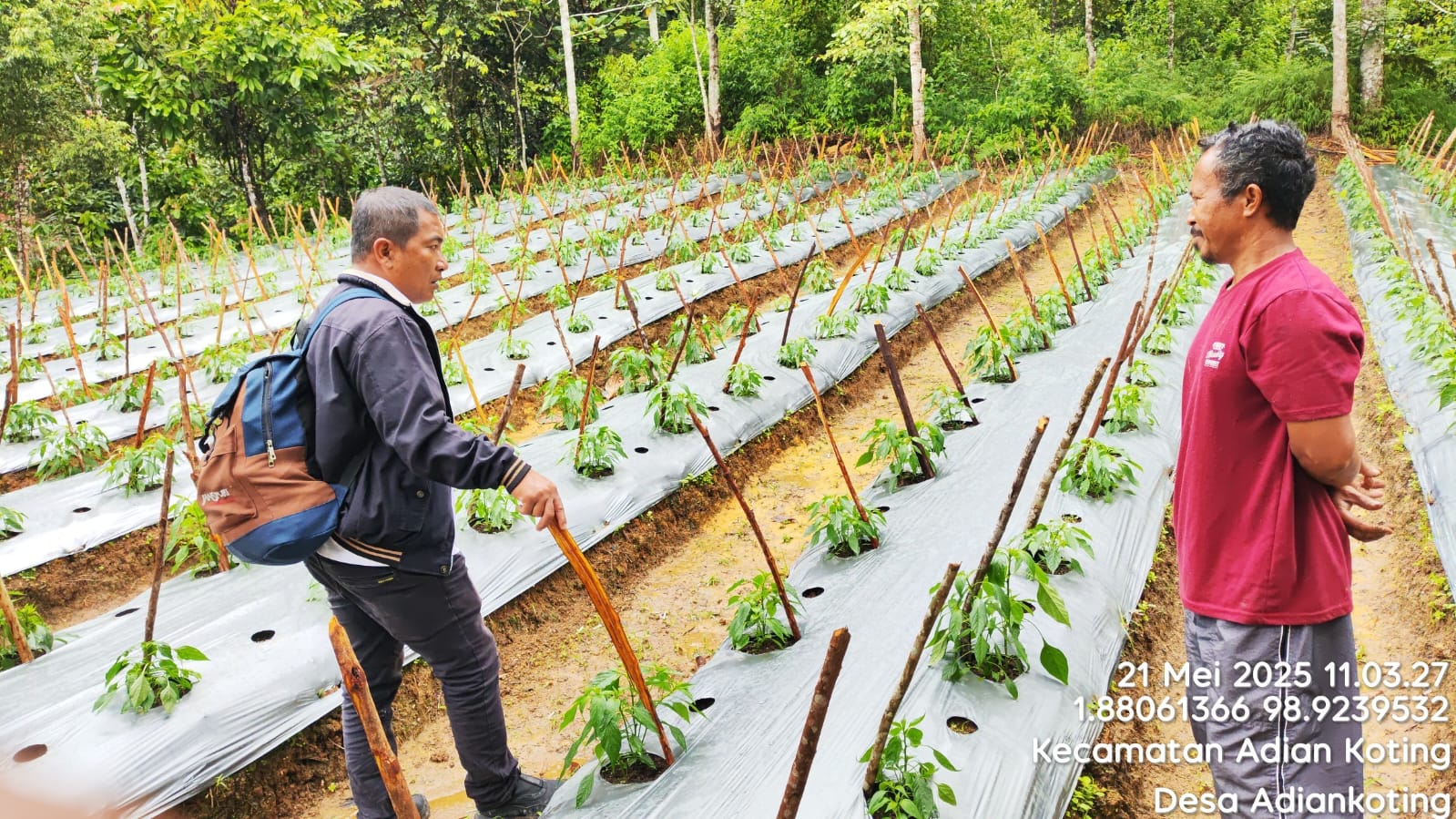 Petik Untung Dari Cabai Merah