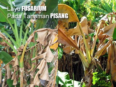 PENYAKIT FUSARIUM PADA TAN. PISANG BARANGAN