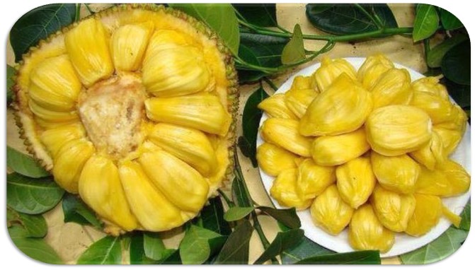 PENGENDALIAN PENYAKIT LAYU PADA TANAMAN NANAS  (Ananas comosus)