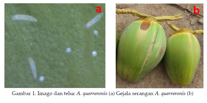 Ekologi Tanaman  Kelapa 