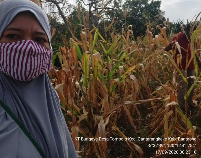 Pengambilan Ubinan Jagung di Kelompok Tani Bungaya Desa Tombolo Kec.Gantarangkeke Kab.Bantaeng