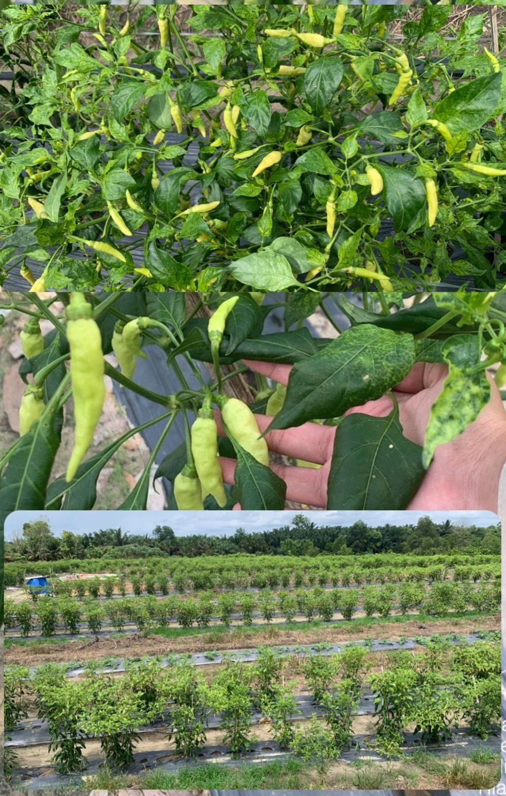 CABE RAWIT SETAN, VARIETAS BARU YANG MULAI DIKEMBANGKAN PETANI CABAI DI MANDAU