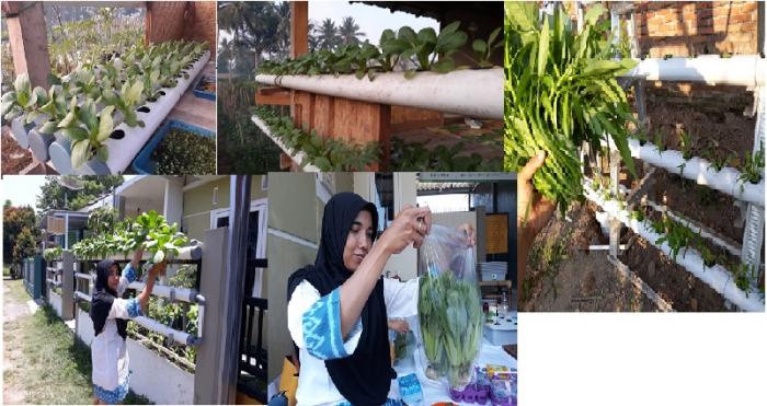 Menanam Sayur Secara Hydroponik