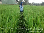 Pengamatan Kegiatan Sekolah lapang kegiatan SL-Upsus Padi sawah kec.Tanjungjaya tahun 2019 