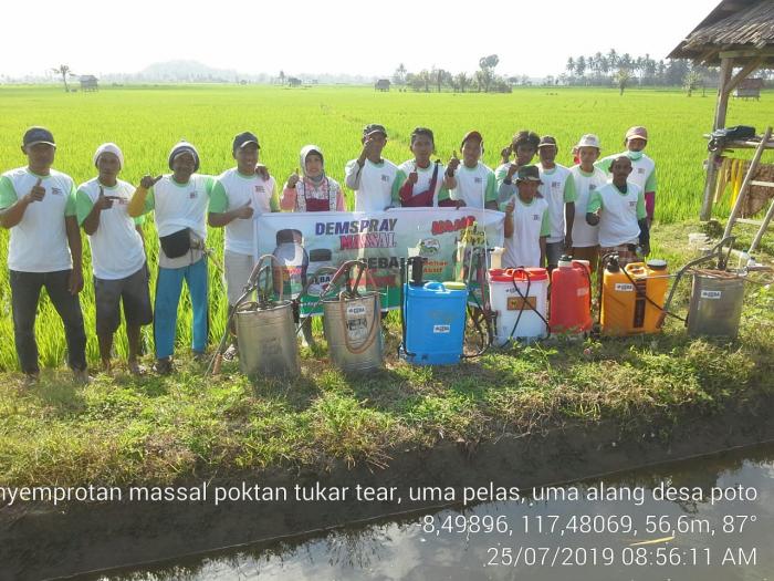 DEMSPRAY MASSAL  PENGENDALIAN HAMA PENGGEREK BATANG / HAMA PUTIH PALSU