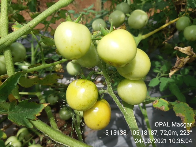 MENGENAL TEKNIK SEDERHANA BUDIDAYA TOMAT DAN TERONG