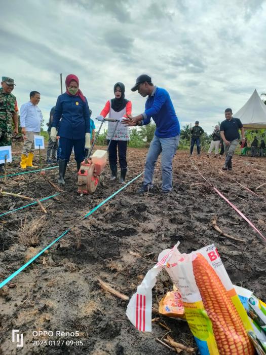 Bupati Nunukan Tanam Demplot Jagung Hibrida Hkti Di Poktan Setia Kawan