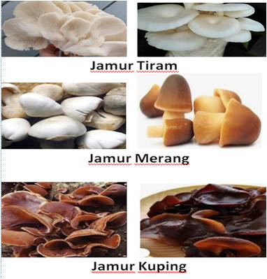 MENINGKATKAN DAYA SAING JAMUR MELALUI KUR DAN PENERAPAN GAP