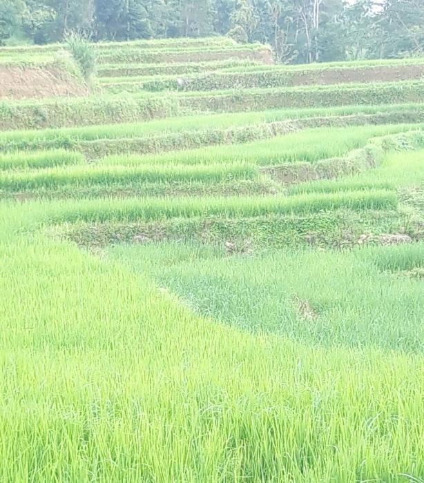 PENGENDALIAM GULMA PADA PERTANAMAN PADI SAWAH