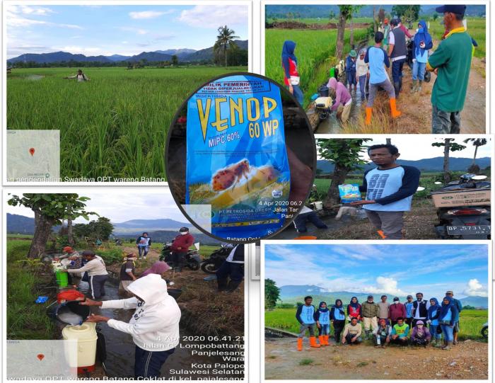Strategi Pengendalian Serangan Hama Wereng Batang Coklat