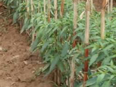 Tanam Cabai Keriting Tumpang Sela Dengan Tanaman Jagung Di Lahan Sawah Dengan System Tot 