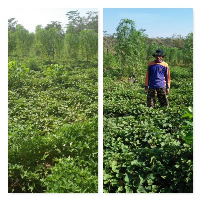 BUDIDAYA UBI JALAR DUSUN MUNGGUR DESA GAYAM KECAMATAN KENDAL KABUPATEN NGAWI