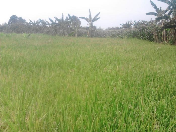 Kreasi Petani Dalam Budidaya Padi