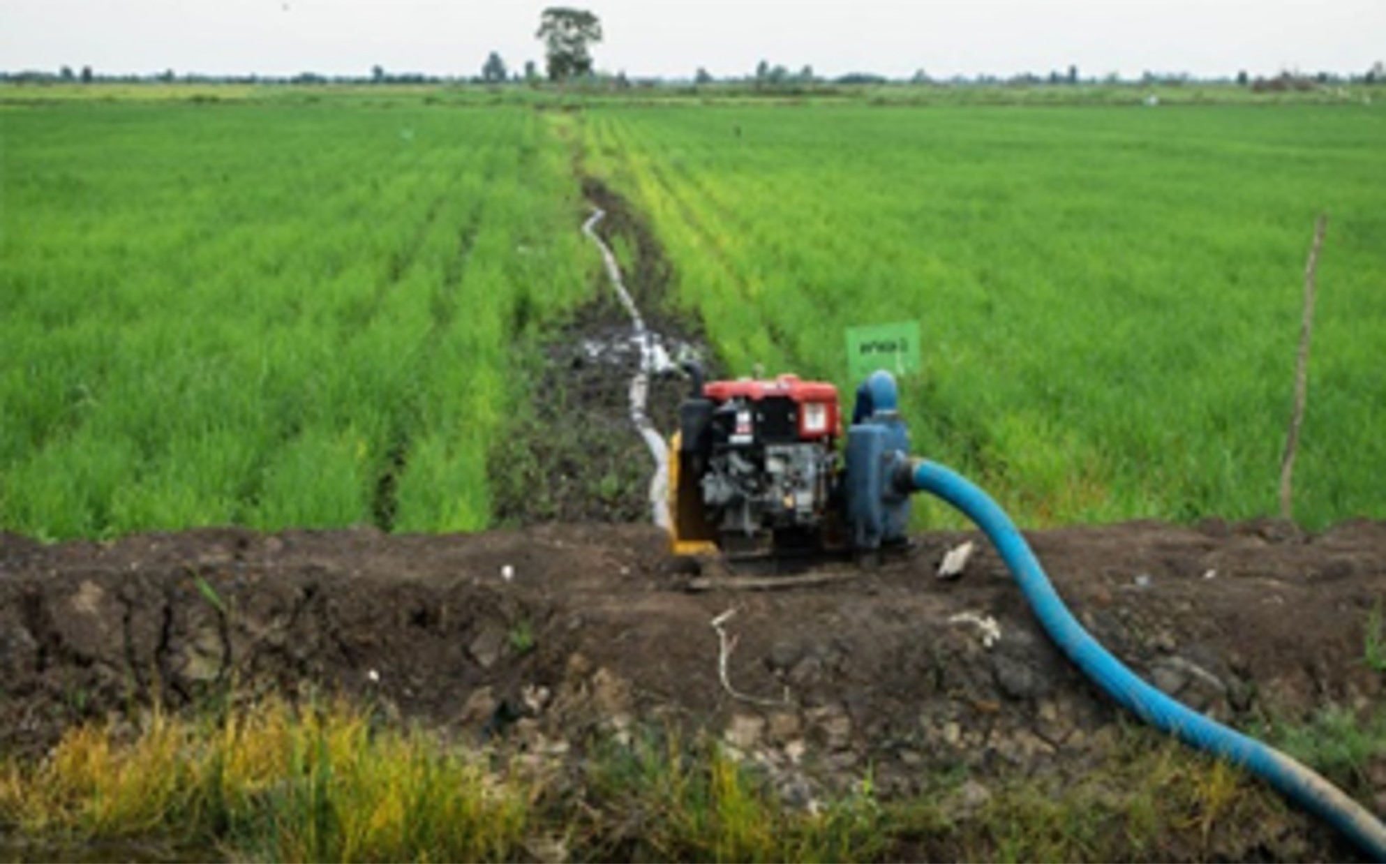 PENGENDALIAN BELALANG KAYU DENGAN BIOINSEKTISIDA EKSTRAK BATANG BROTOWALI, DAUN TEMBAKAU, DAN DAUN SIRSAK