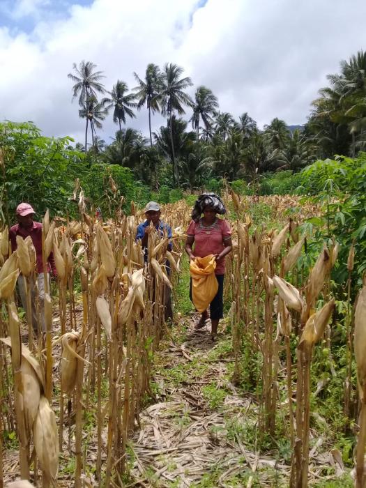 TEKNOLOGI POLA TANAM REGU DI BPP SINAR TIMUR 