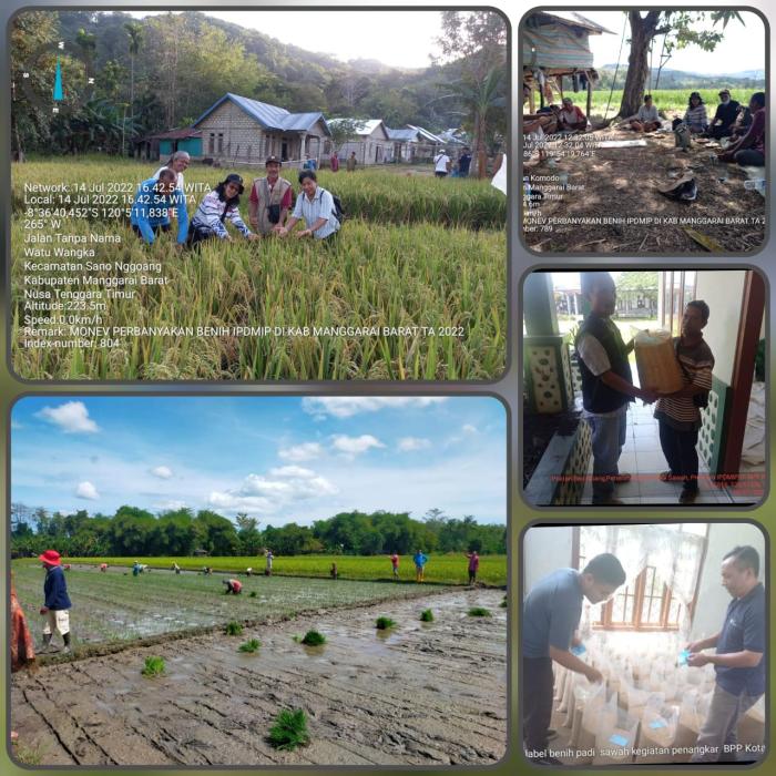 Peningkatan Kapasitas BPP Melalui Demplot Penangkaran Benih Padi Mendukung Program IPDMIP di Provinsi NTT