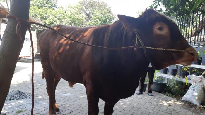 Sapi Limosin Yang Menggiurkan