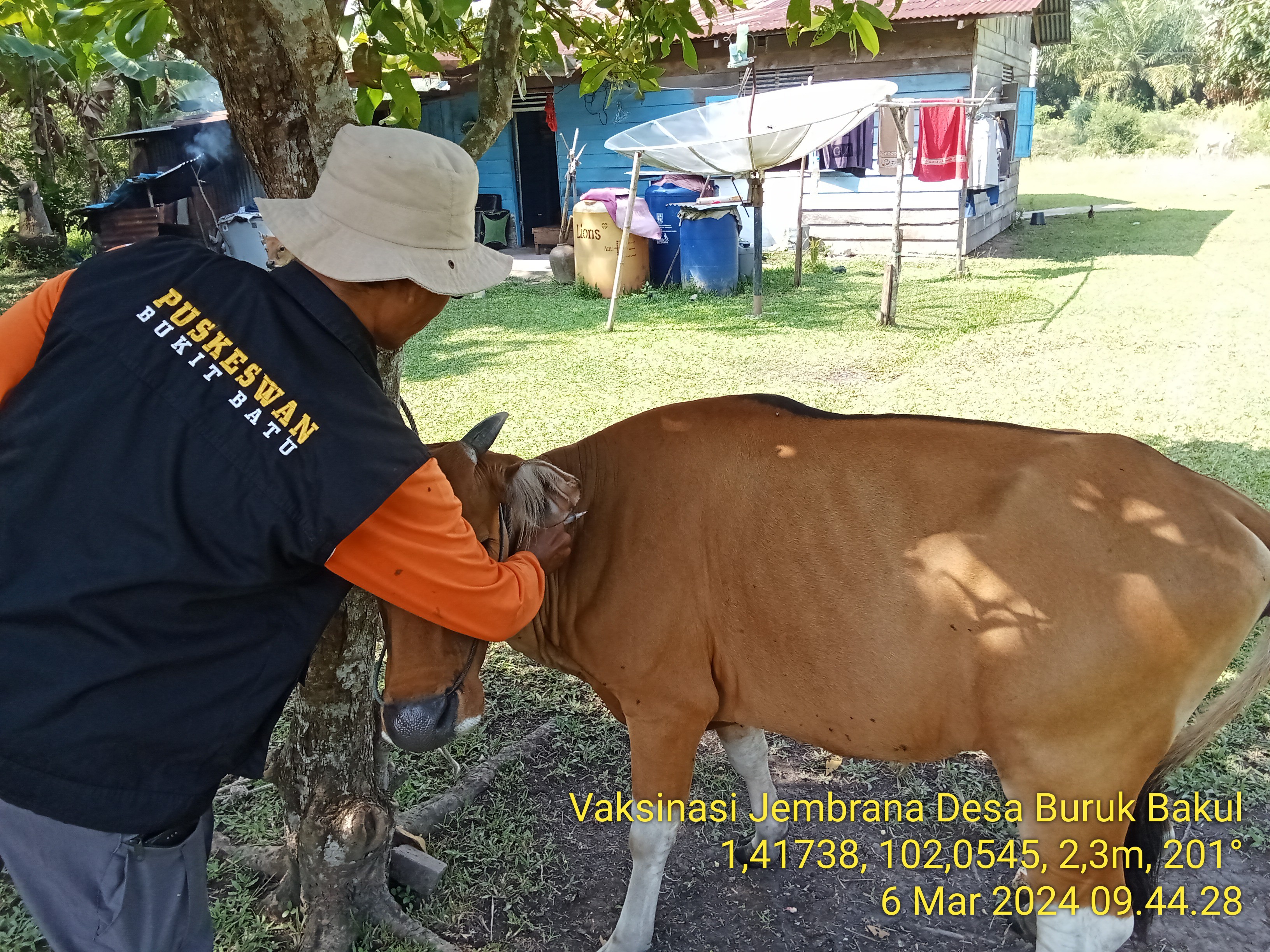 Vaksinasi Jembrana di Desa Buruk Bakul