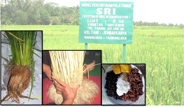 KEMENTAN  MASIFKAN  BUDIDAYA  PADI  ORGANIK  MELALUI PROGRAM  NGOBRAS