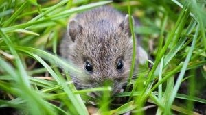 CARA TERBAIK MENGATASI HAMA TIKUS PADA TANAMAN PADI