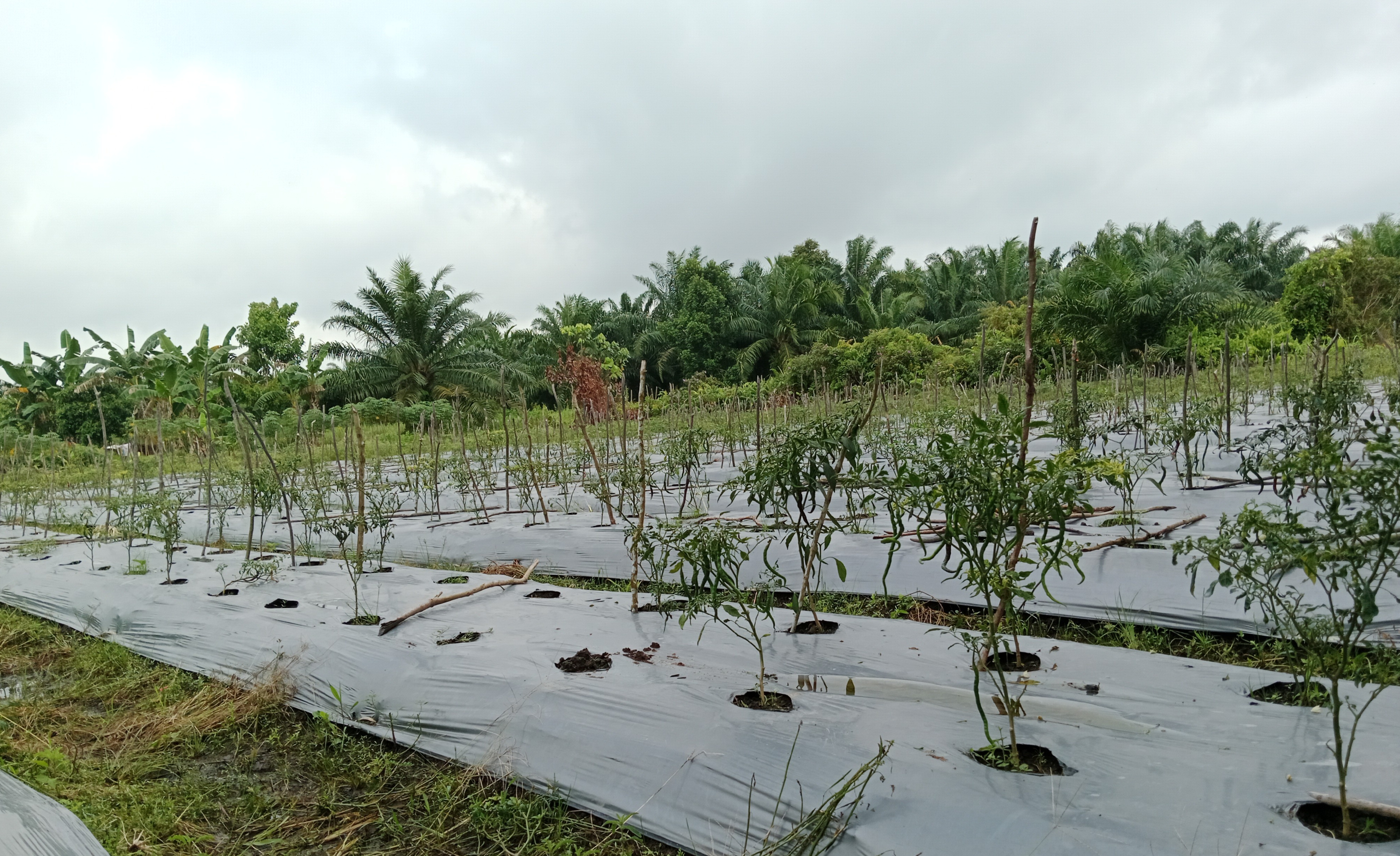 Mengenal Si Kecil Merah yang banyak dibutuhkan masyarakat