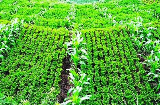 STEVIA, SI MANIS PENGGANTI TEBU