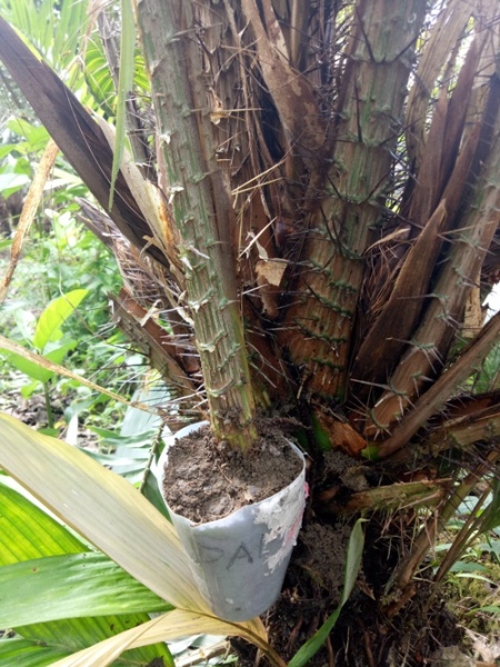 Perbanyakan pada Tanaman Salak