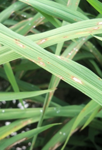 Pengendalian Penyakit Blas Tanaman Padi