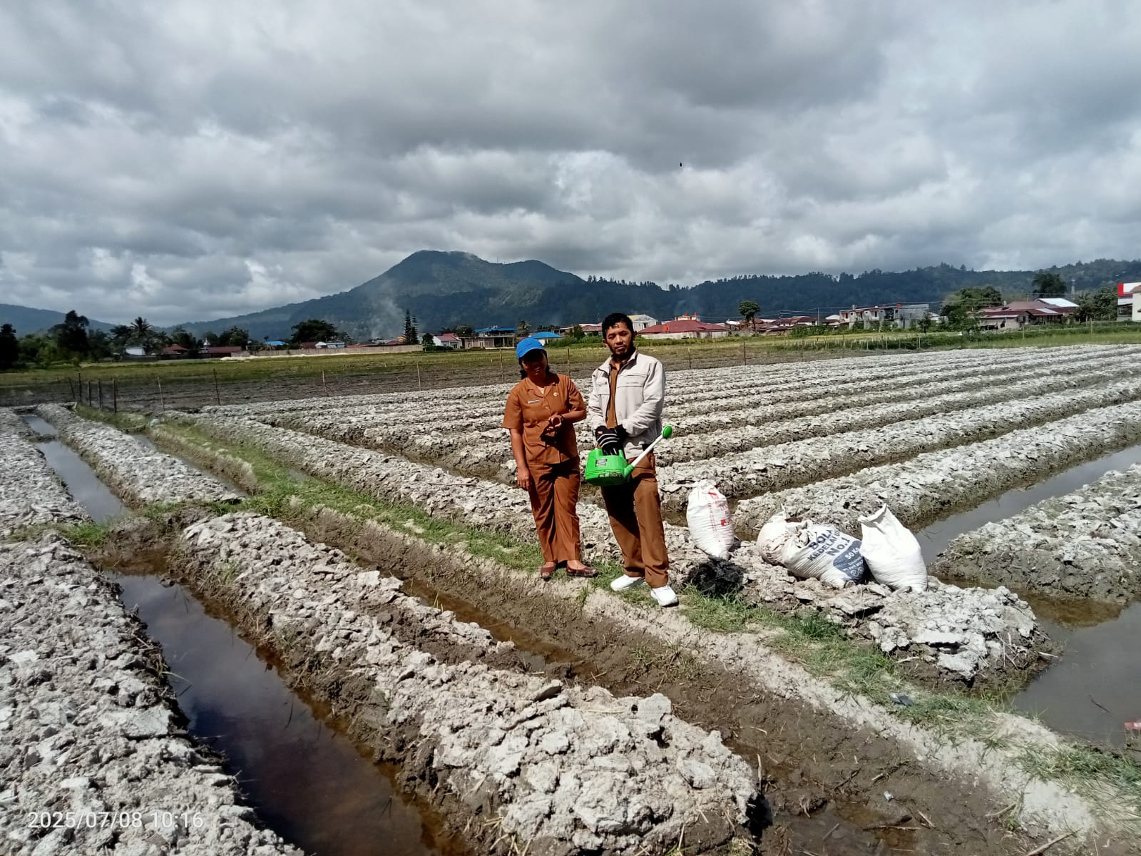 Persiapan Lahan Pertanaman Cabai