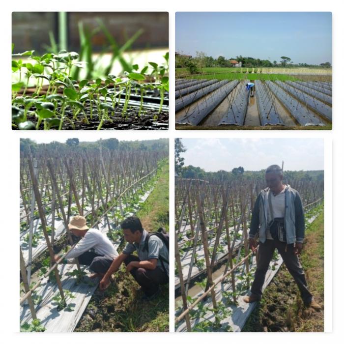 Budidaya Buah Melon  Di Desa Gelung Kecamatan Paron Kabupaten Ngawi
