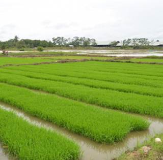 Pemeliharaan Persemaian untuk Pembuatan Benih Padi 