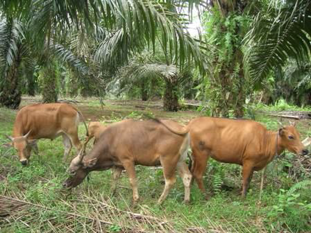 ADA APA DENGAN SAPI BALI KU .. MENGAPA KURUS DAN BULUNYA KASAR 