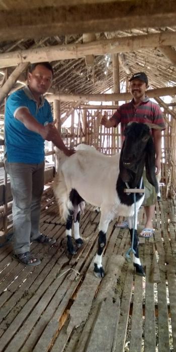 Prospek Peternakan Kambing Perah Di Kecamatan Slahung