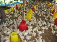 BUDIDAYA AYAM PEDAGING