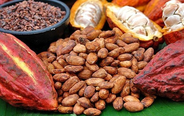 Perbanyakan Anakan Padi