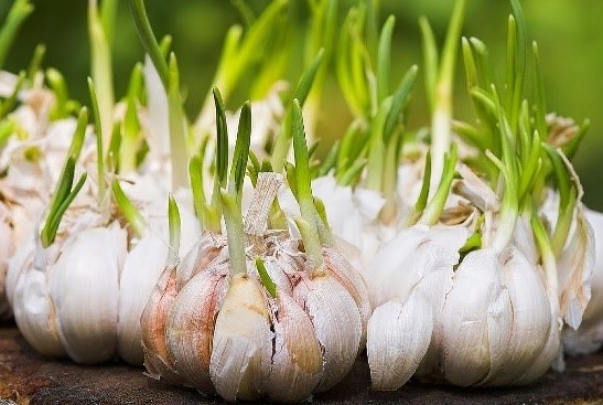 RAIH CUAN DENGAN BUDIDAYA BUNGA KRISAN