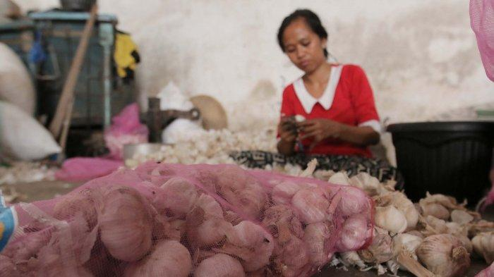 Teknologi Budidaya Bawang Putih Ramah Lingkungan