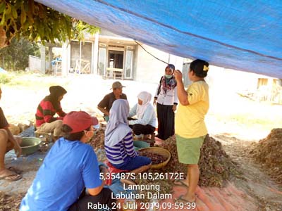Budidaya Bawang Merah Di Sawah