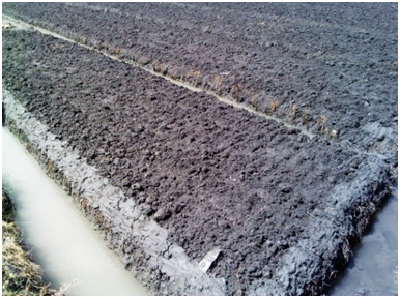 TEKNIK PENGOLAHAN  TANAH  TANAMAN BAWANG MERAH