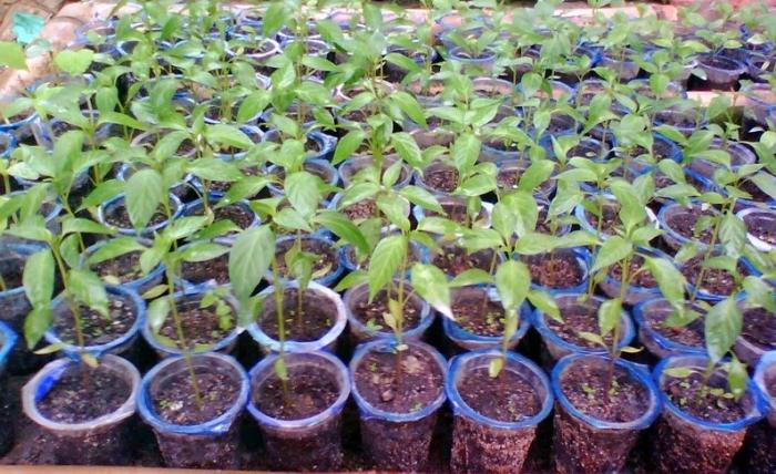 Cara Semai Bibit Cabai Dengan Menggunakan Gelas Plastik