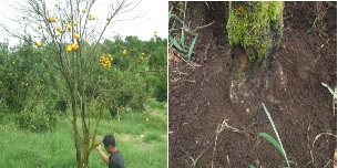 PENGENDALIAN PENYAKIT BUSUK PANGKAL BATANG/BUSUK AKAR PADA TANAMAN JERUK