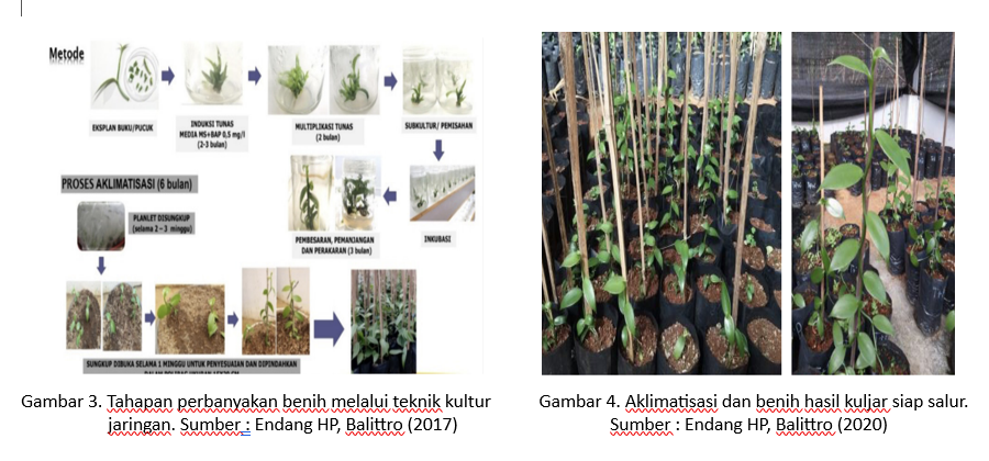 BUDIDAYA SAPI POTONG, USAHA YANG MENJANJIKAN