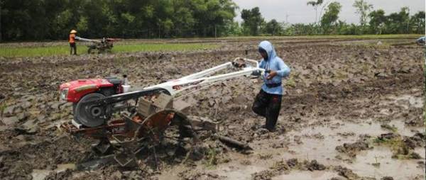 pengolahan tanah sawah