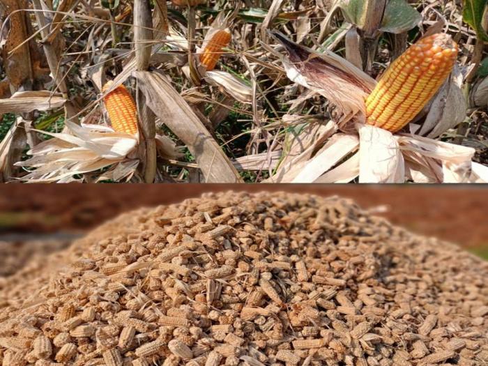 Pemanfaatan Limbah Tongkol Jagung Sebagai Pakan Ternak Ruminansia