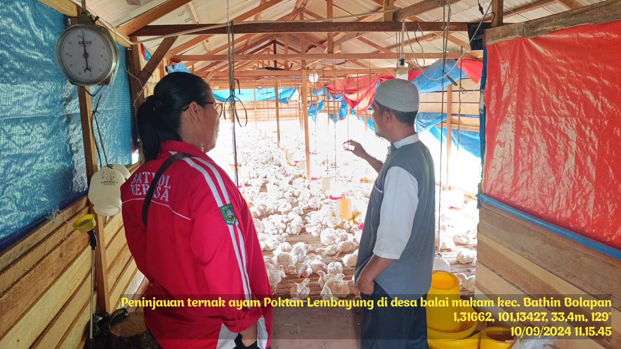 MENGENAL AYAM RAS DAN SEKILAS PEMECAHAN PERMASALAHAN BUDIDAYA DIKECAMATAN BATHIN SOLAPAN