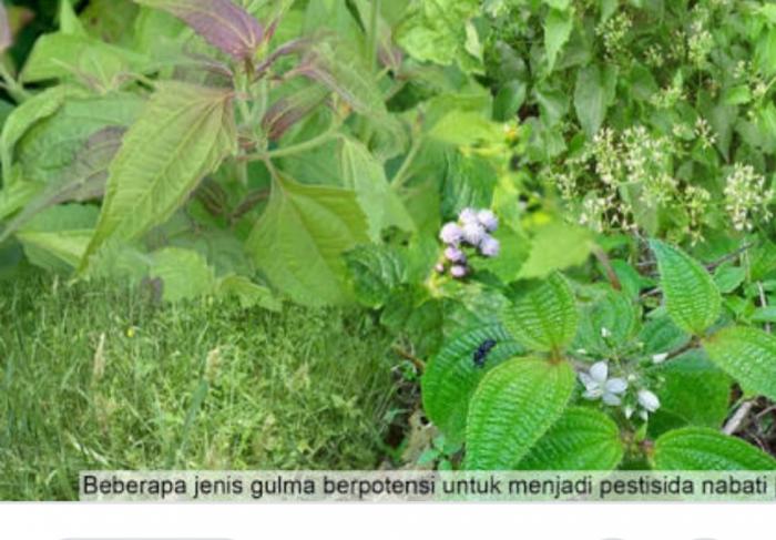 POTENSI GULMA SEBAGAI PESTISIDA  NABATI