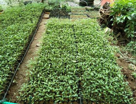 Teknik Persemaian Benih Cabe Merah